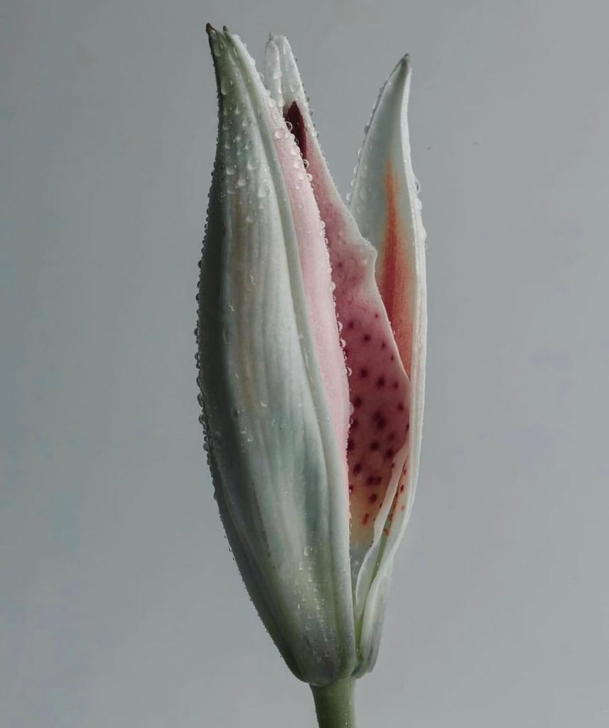 Symbioz