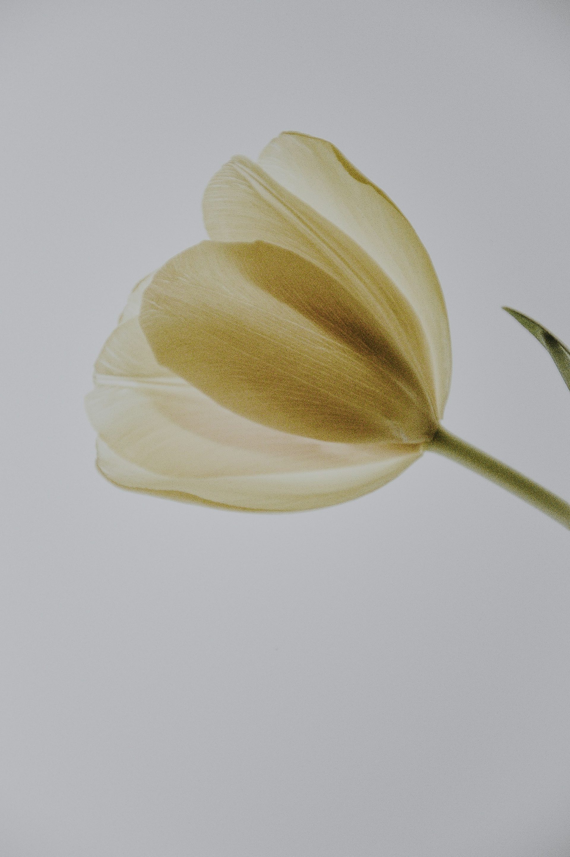 white flower