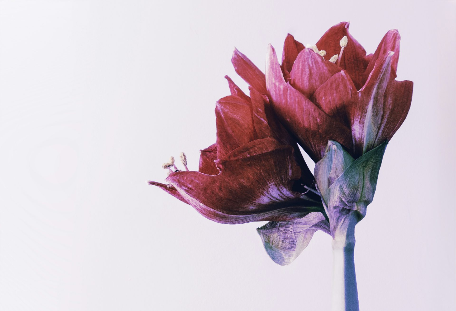 two red flowers on white background